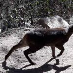 Musk deer Jenjula pass trekkig trek