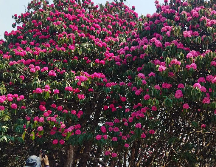 Alt, Rhododendron flower jpg.
